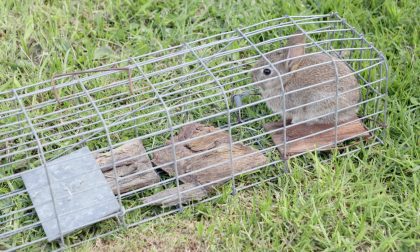 How to Build Rabbit Trap: Simple DIY Guide (Box Style)
